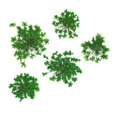 Suszone kwiatki MollyLac Green