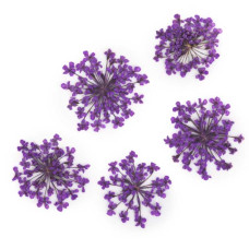Suszone kwiatki MollyLac Purple