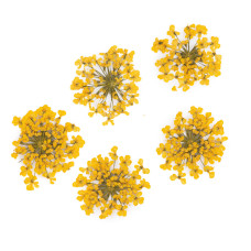 Suszone kwiatki MollyLac Yellow