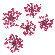 Suszone kwiatki MollyLac Fuchsia 
